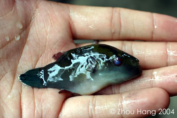 Freshly-collected specimen.
