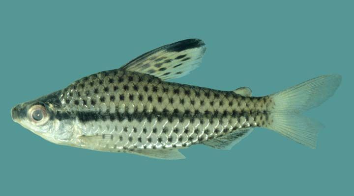 Preserved specimen from the Essequibo River, Guyana. This species was described from the Essequibo drainage.