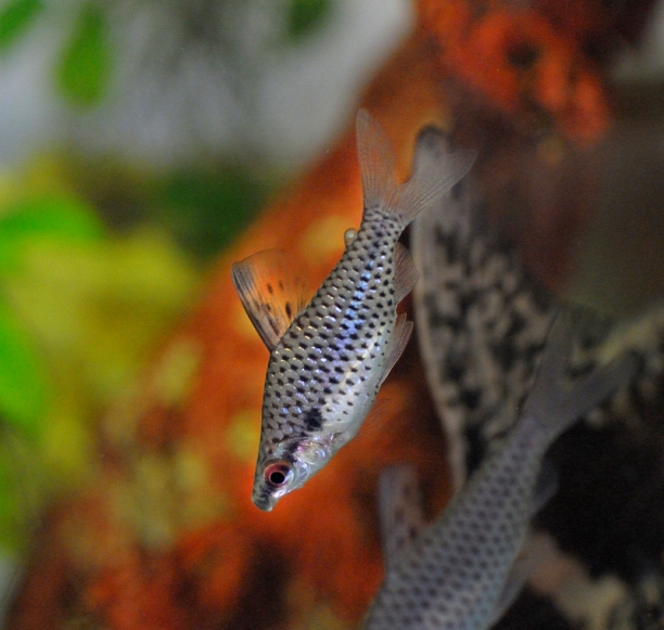 Young specimen from the aquarium trade.