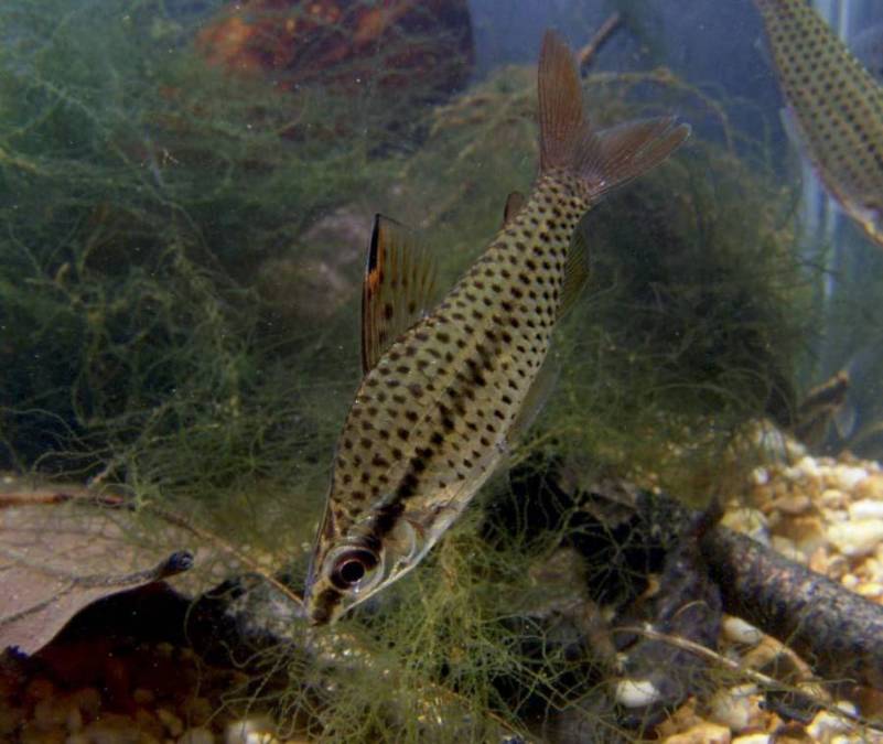 Wild specimen in the aquarium; collection details unspecified.