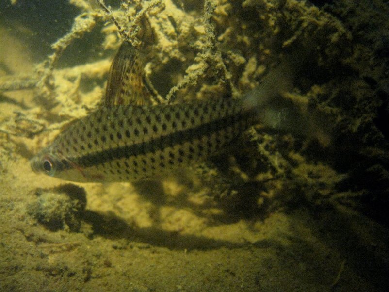 Specimen in its natural habitat in the vicinity of São Gabriel da Cachoeira, rio Negro drainage, Amazonas state, Brazil.