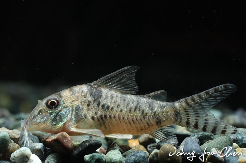 Young adult individual.