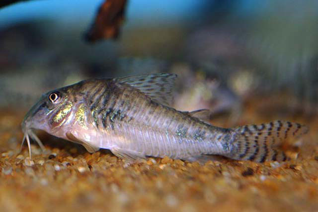 Specimen from the UK aquarium trade.