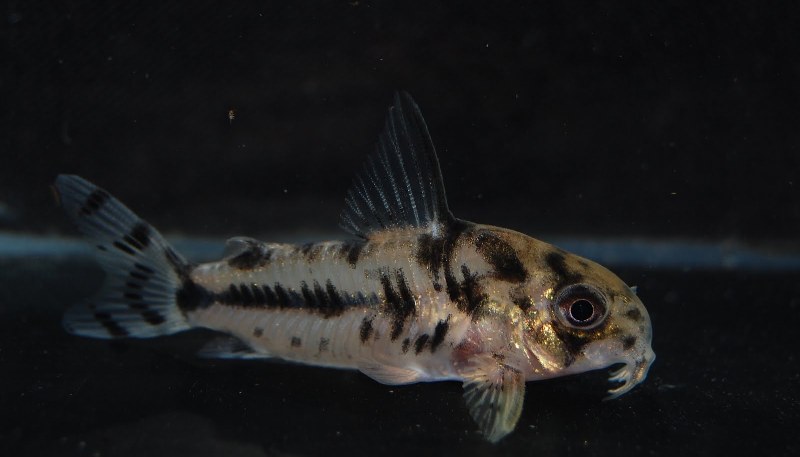 Specimen from the UK aquarium trade.