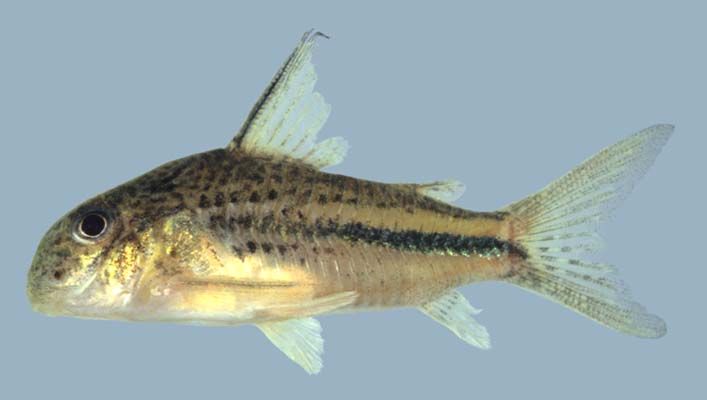 Specimen from the Barama River, Guyana.