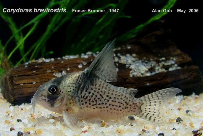 Specimen from the Singapore aquarium trade.