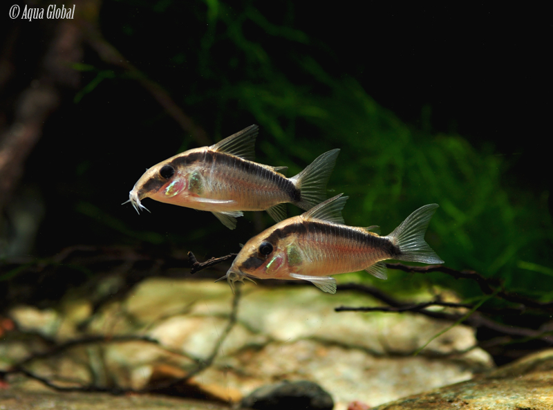 This species is gregarious and should be maintained in a group.