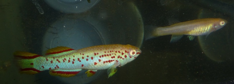 Adult pair; ornamental albino strain.