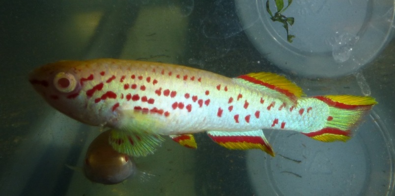 Adult male; ornamental albino strain.