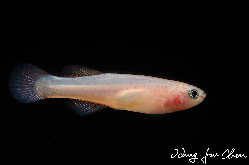 Adult female; ornamental 'gold' strain.