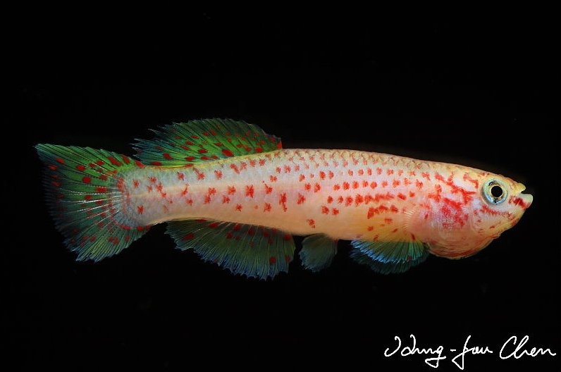 Adult male; ornamental 'gold' strain displaying aggresive behaviour.