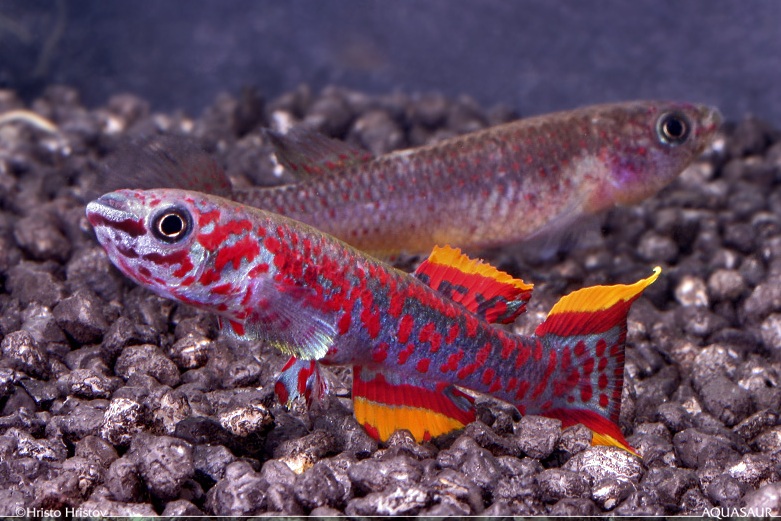Adult pair, male front; 'P82' collection.