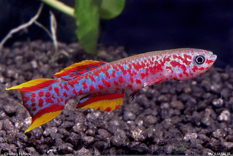 Adult male; F. g. nigerianus subspecies, 'P82' collection.