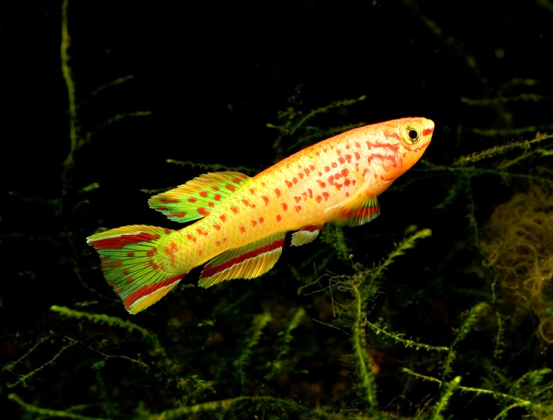 Adult male; ornamental 'gold' strain.