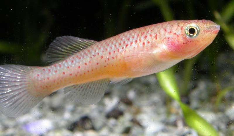 Adult female; ornamental 'gold' strain.