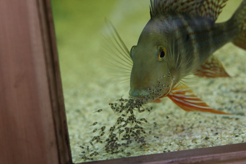 Adult from the rio Negro releasing its fry to forage.