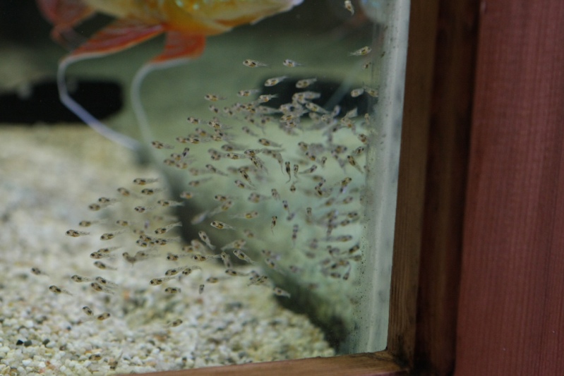 Free-swimming fry of G. altifrons 'rio Negro'.