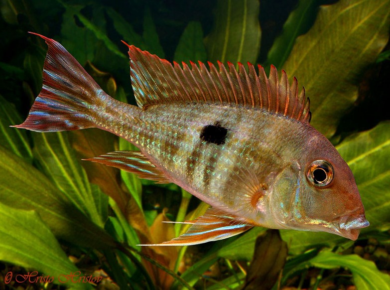 Adult specimen from the aquarium trade.