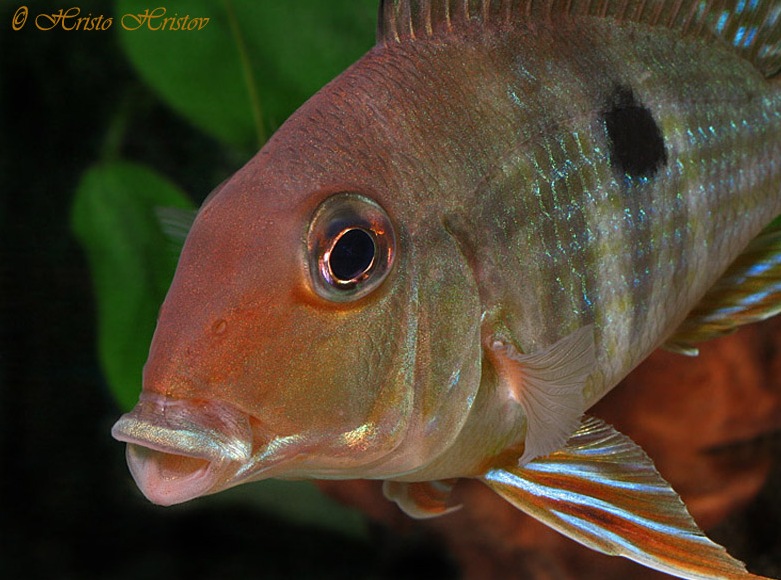 Detail of head.