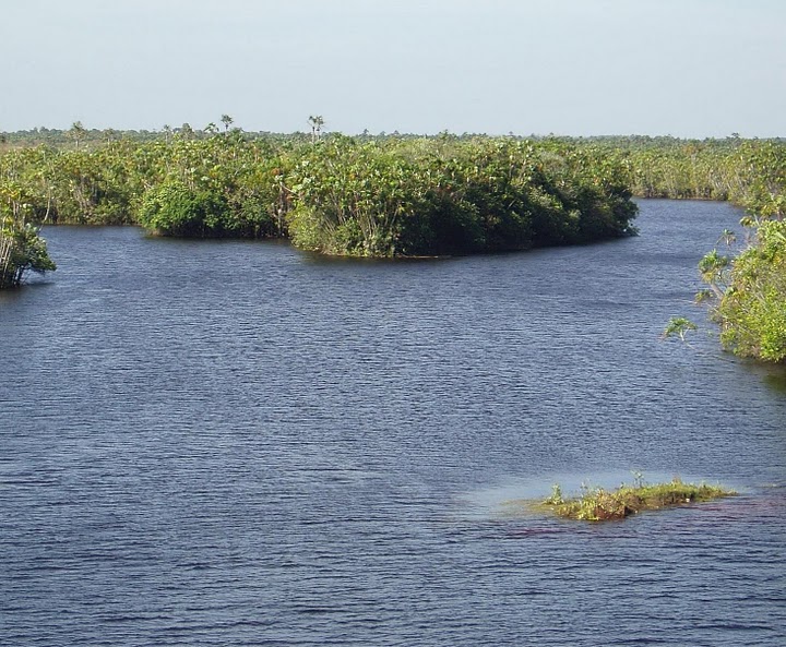 The Caño la Pica is a typical habitat in the llanos of the Río Apure system, Río Orinoco drainage, Venezuela.