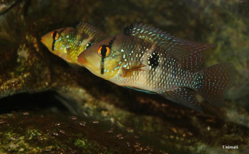 Adult pair with fry; male at front.