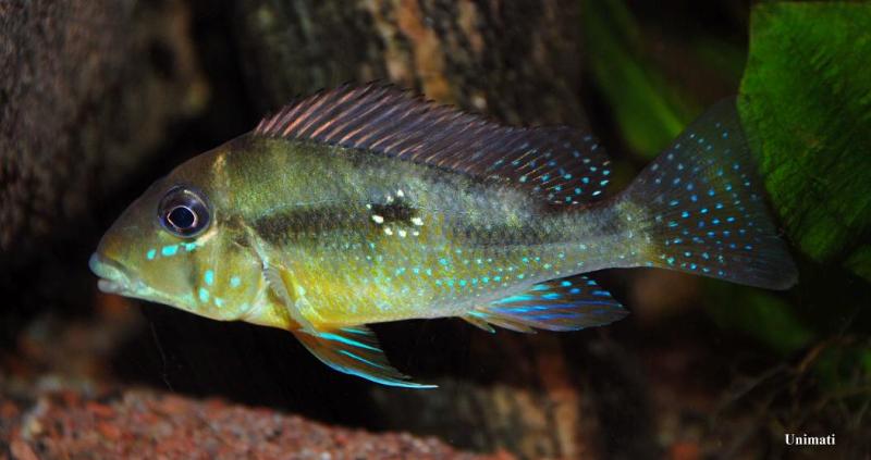 G. cf. argyrostictus from the Danish aquarium trade.