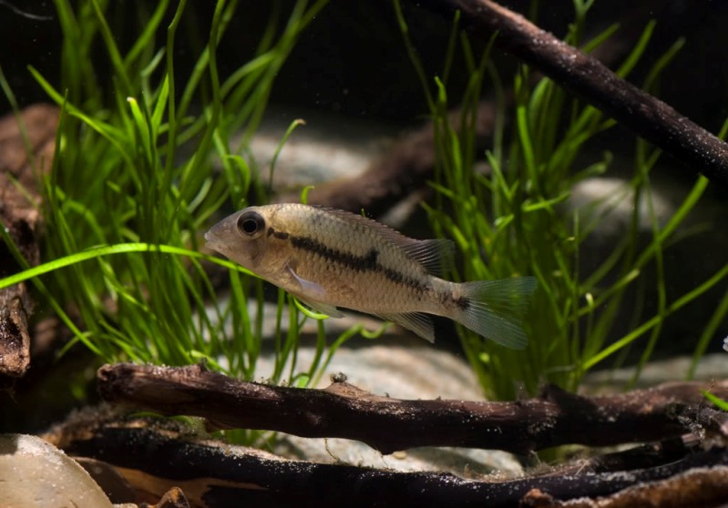 Another subadult.