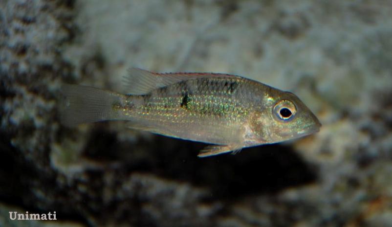 Aquarium-bred juvenile.