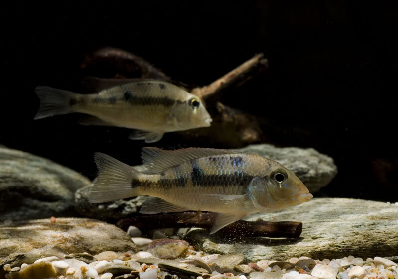 Subadult specimens of unconfirmed origin.