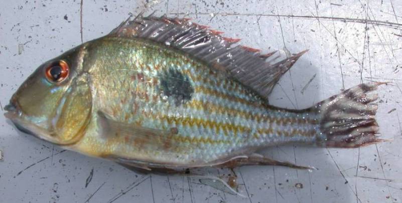 Freshly-collected specimen from the rio Guaporé.
