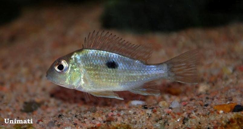 Juvenile individual.