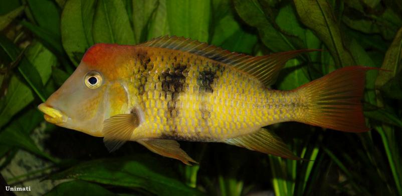 Adult male.