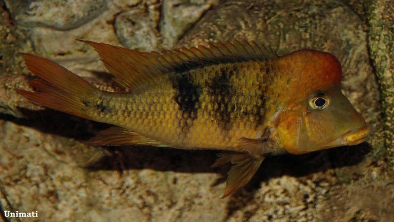 Male with well-developed nuchal hump.