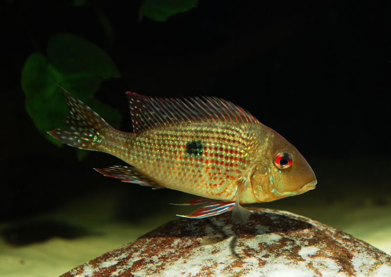 Specimen from the German aquarium trade.