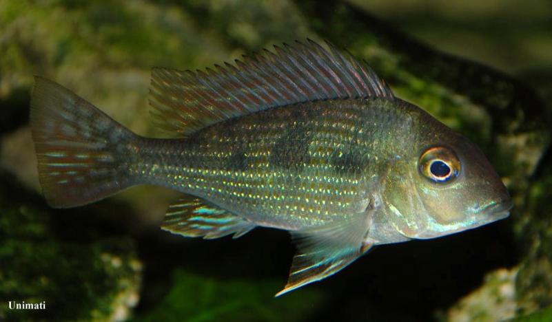 Subadult.