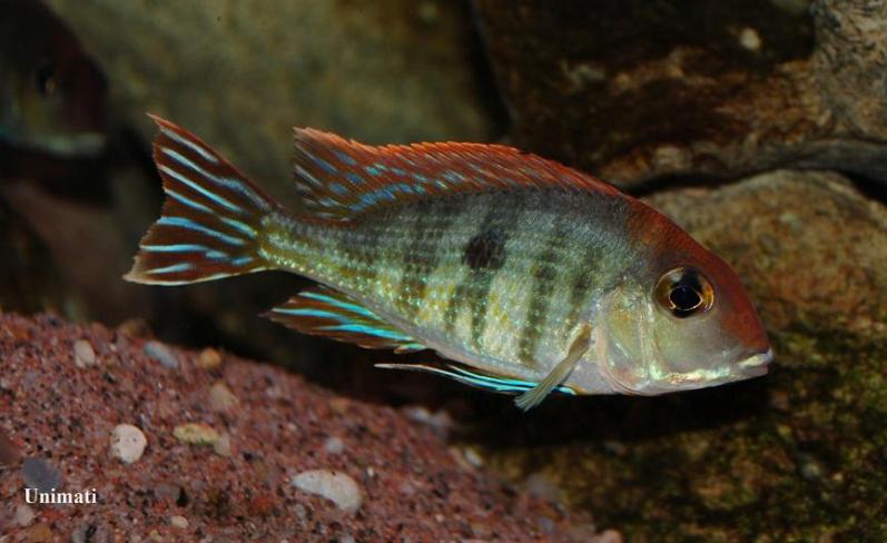 Adult individual displaying flank bars...