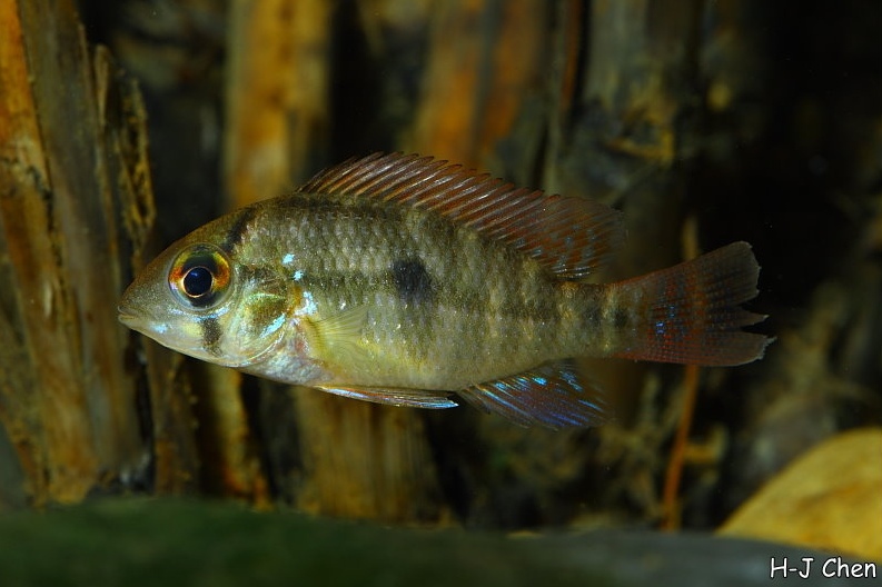 Subadult individual.