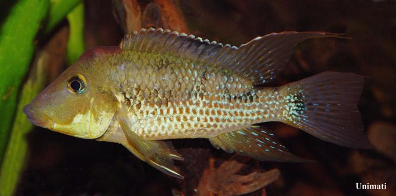 Adult male from the Danish aquarium trade.