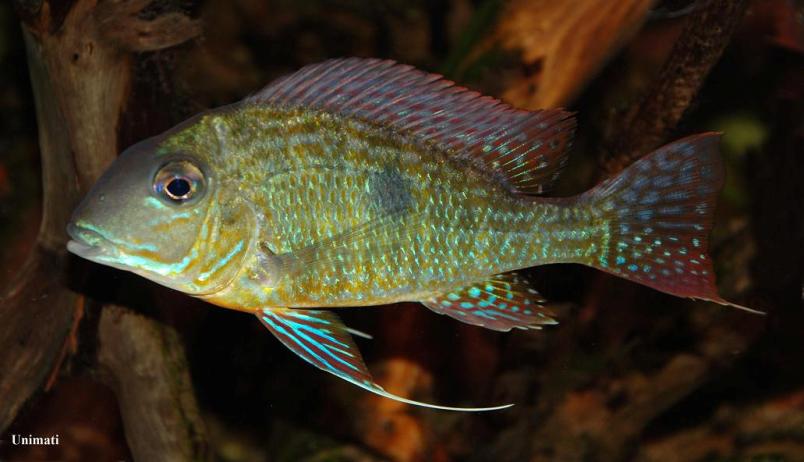 Specimen imported to Denmark as G. sp. 'Aereos'...