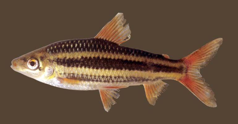 Subadult specimen from Guyana.