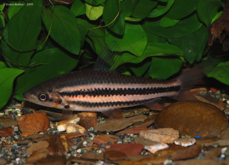 Specimen from the German aquarium trade.