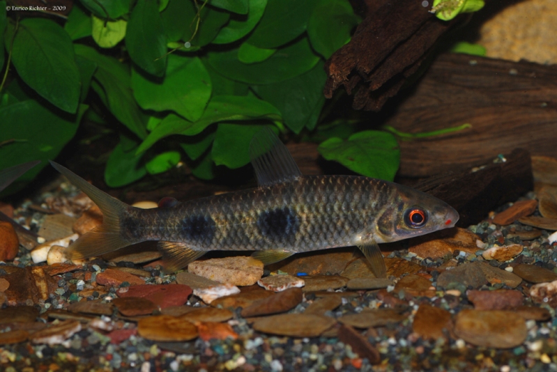 Subadult specimen from the German aquarium trade.