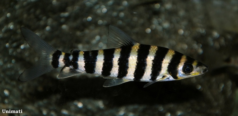 Another subadult.
