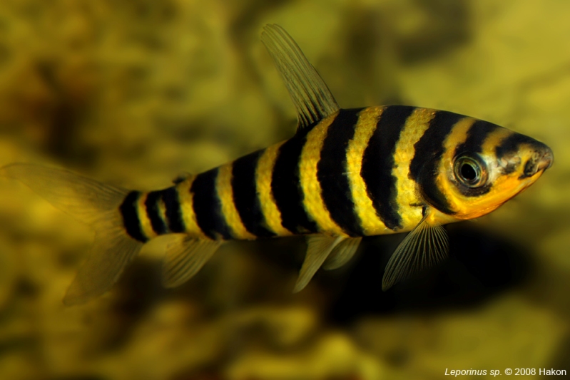 Subadult.