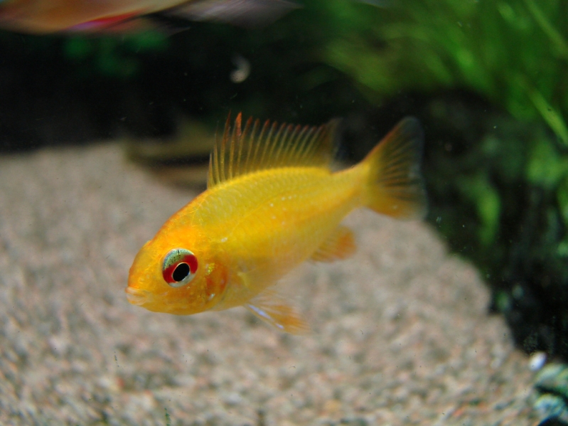 Young specimen; commercial 'gold' strain.