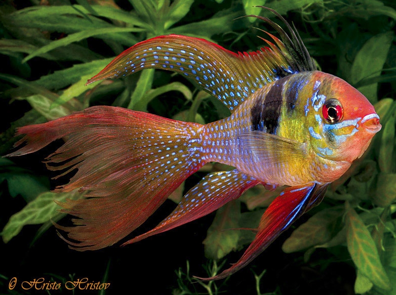 Adult male; commercial 'long-fin' strain.