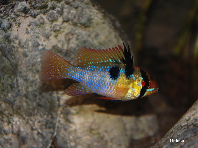 Adult male from the Danish aquarium trade.