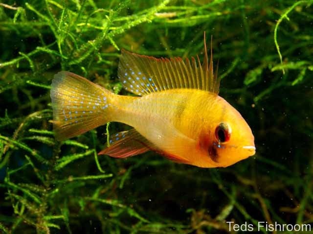 Adult male; commercial 'gold' strain.