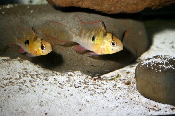 Adult pair with free-swimming fry, male at front.