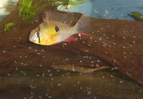 Adult female with free-swimming fry.